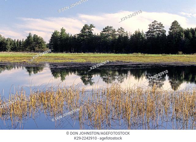 Wetland pond and bulrush colonies, Seney National wildlife refuge, Michigan, USA
