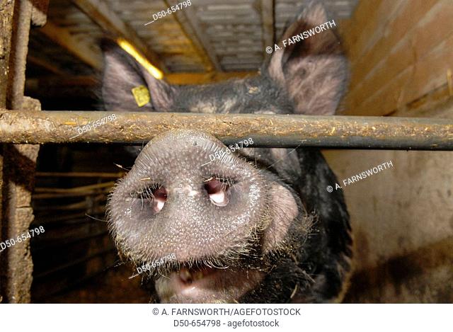 Motala, Sweden. Pig farm. Pig's nose. Livestock. Animals. Bacon. Close up