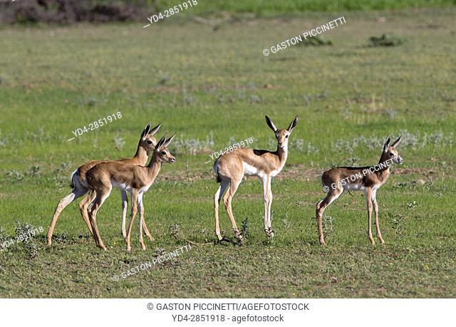 Springbok (Antidorcas marsupialis) - Lambs, jumping, Kgalagadi Transfrontier Park in rainy season, Kalhari Desert, South Africa/Botswana