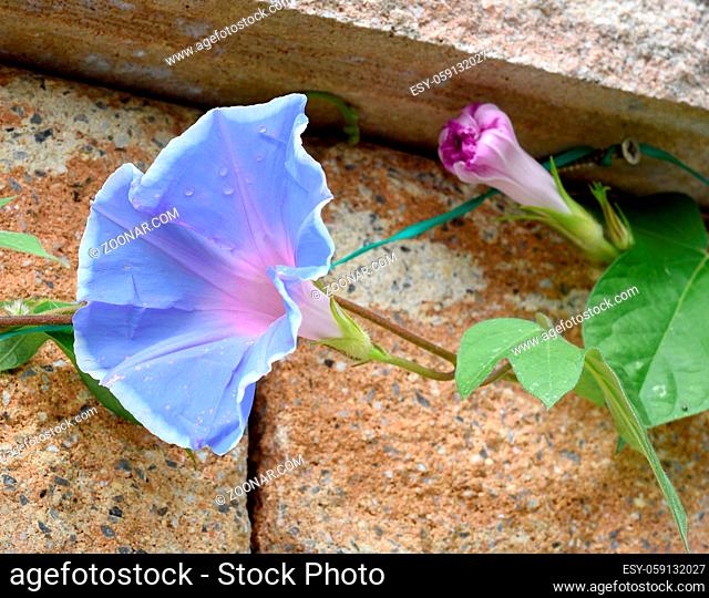 Trichterwinde, Dreifarbige Prunkwinde, Ipomoea purpurea, ist eine schoene Kletterpflanze mit verschiedenen farbigen, trichterfoermigen Blueten