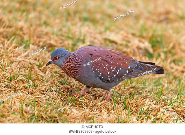 speckled pigeon (Columba guinea), sitting on the ground, South Africa, Kwazulu-Natal