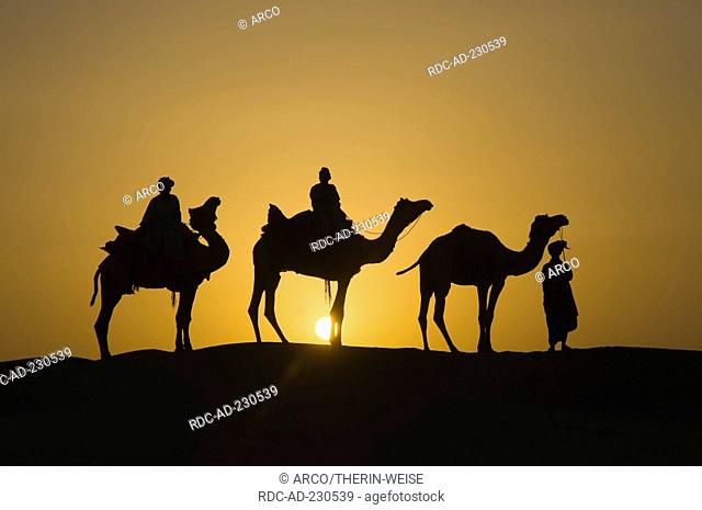 Dromedaries in Thar desert, Rajasthan, India, Camelus dromedarius, One-humped Camel
