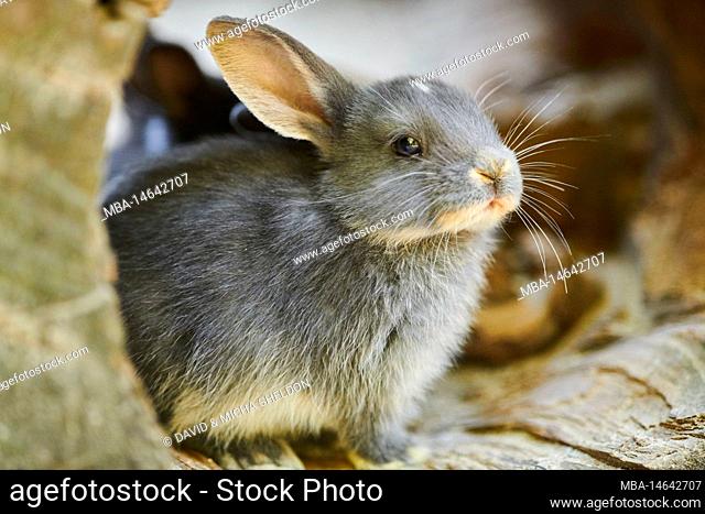 Domestic rabbit, Oryctolagus cuniculus forma domestica, lateral, squatting