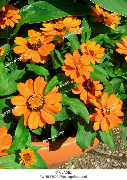 Orange star zinnia Zinnia haageana 'Profusion Orange', Zinnia haageana Profusion Orange, blooming
