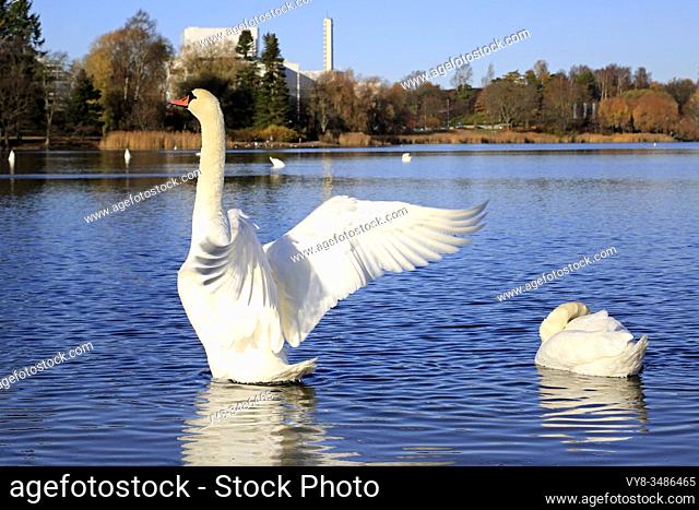 Mute Swan, Cygnus olor, spreading wings near waterfront on a sunny morning in autumn. Toolonlahti bay, Helsinki, Finland