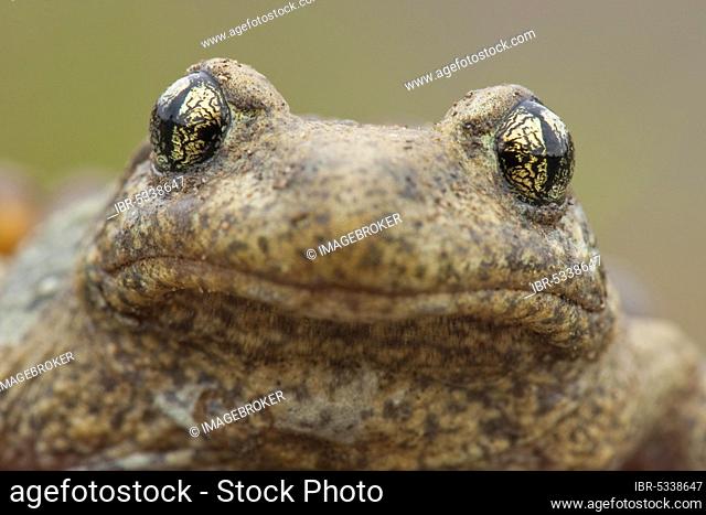 Common midwife toad (Alytes obstetricans), Germany, Europe