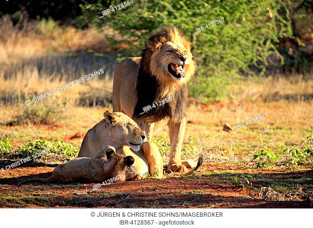 Lions (Panthera leo), lion family, male flehming, Tswalu Game Reserve, Kalahari Desert, North Cape, South Africa