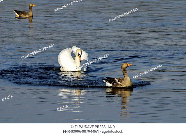 Mute Swan Cygnus olor adult, with wings held in aggressive posture, chasing Greylag Goose Anser anser adult, on water, Far Ings, Lincolnshire, England, march
