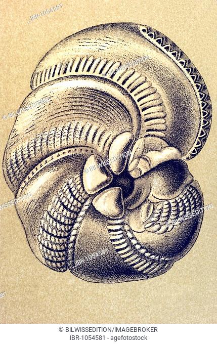 Historic illustration, tablet 12, title Talamophora, name Miliola, 9/ Hauerina circinata, Milioloda familiy, Ernst Haeckel, Kunstformen der Natur