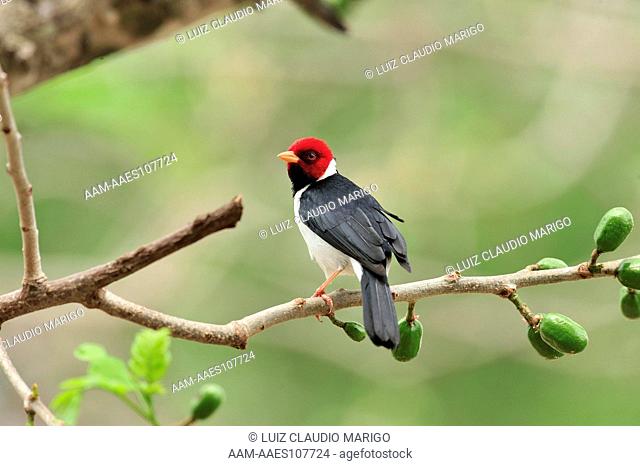 Yellow-billed Cardinal (Paroaria capitata) near the Pixaim River, Pantanal of Mato Grosso, Mato Grosso State, Western Brazil