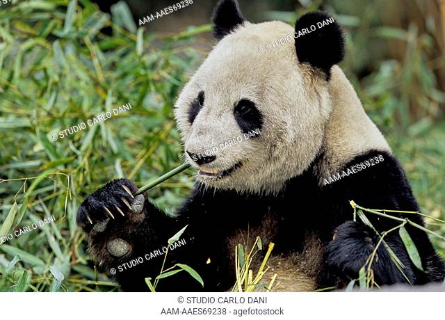Giant Panda Eating Bamboo (Ailuropoda Melanoleuca), Wolong, Sichuan, China, Sichuan Giant Panda Sanctuary, Man & Biosphere Protected Area, Unesco