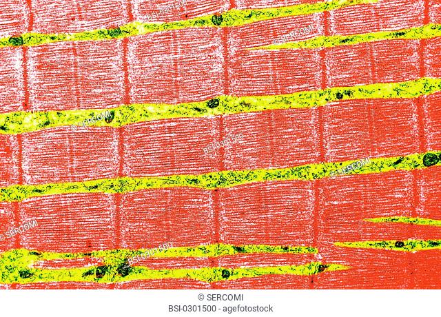 A contracted striated muscle fiber. This type of muscle fiber is composed of two bands which glide over each other when the muscle contracts