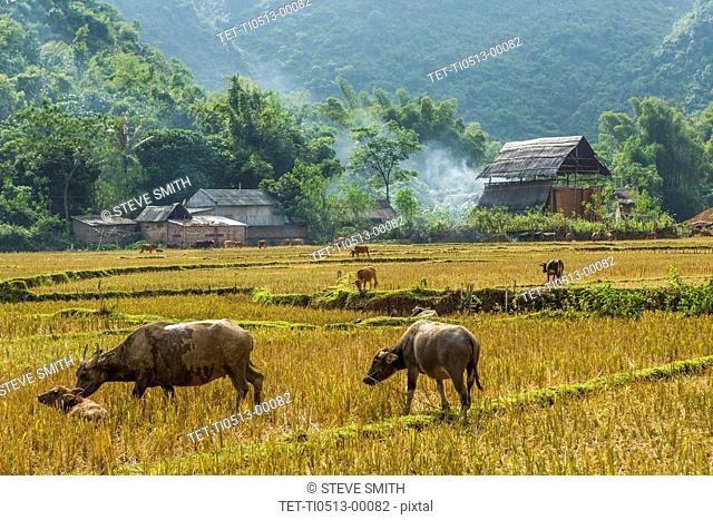 Water buffalo grazing on rice paddy in Mai Chau, Vietnam