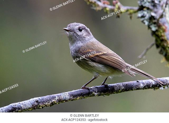 Patagonian Tyrant (Colorhamphus parvirostris) perched on a branch in Chile