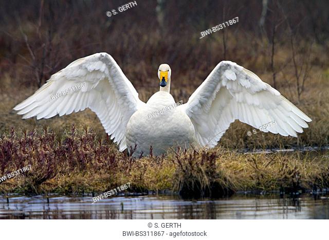 whooper swan (Cygnus cygnus), at a lake with wings outstretched, Sweden, Hamra National Park