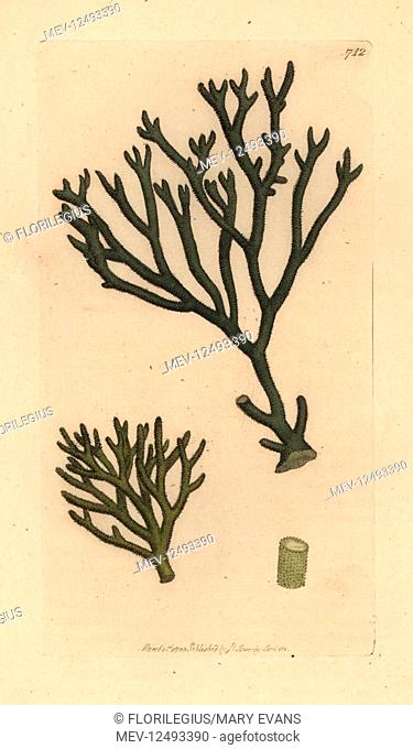 Thongweed, Himanthalia elongata (Downy fucus, Fucus tomentosus). Handcoloured copperplate engraving after a drawing by James Sowerby for James Smith's English...