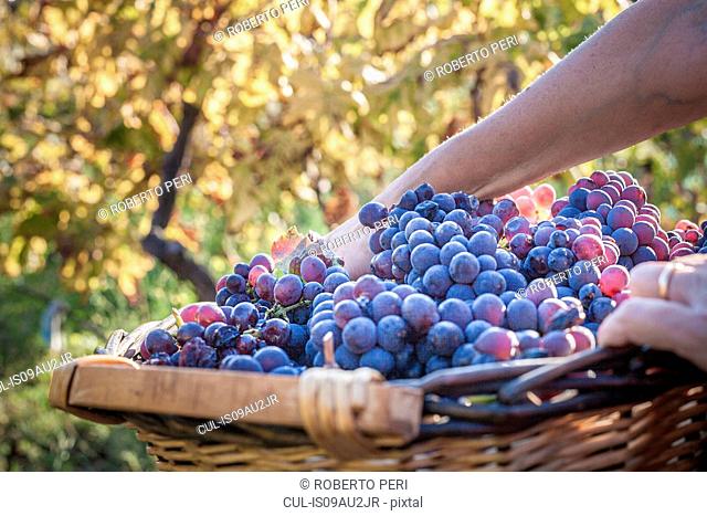 Woman carrying basket of grapes at vineyard, Quartucciu, Sardinia, Italy