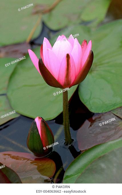 water lily, lotus