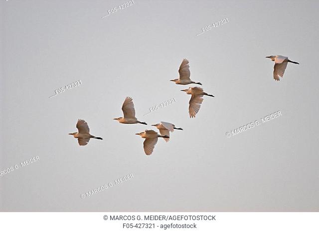Cattle Egret (Bubulcus ibis). Flying group. Spain