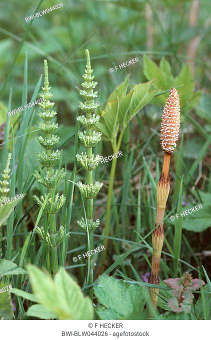 field horsetail Equisetum arvense, sterile and fertile sprouts
