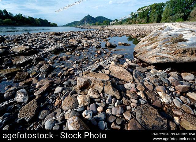 16 August 2022, North Rhine-Westphalia, Bad Honnef: Large pebbles and rocks lie on the banks of the Rhine near Bad Honnef, which only carries a little water