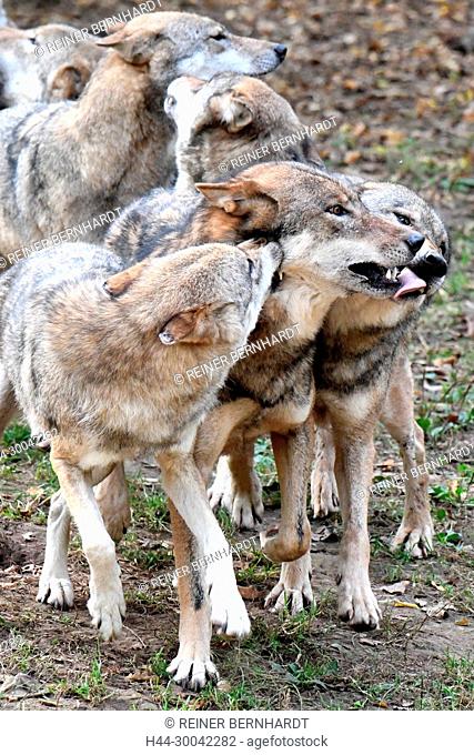 Canine, Canis lupus, European wolf, grey wolf, grey wolf, howling wolves, doggy, Isegrimm, predator, predators, herds, herd behaviour, social behaviour wolves