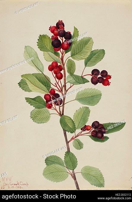 Saskatoon (Amelanchier alnifolia), 1923. Creator: Mary Vaux Walcott