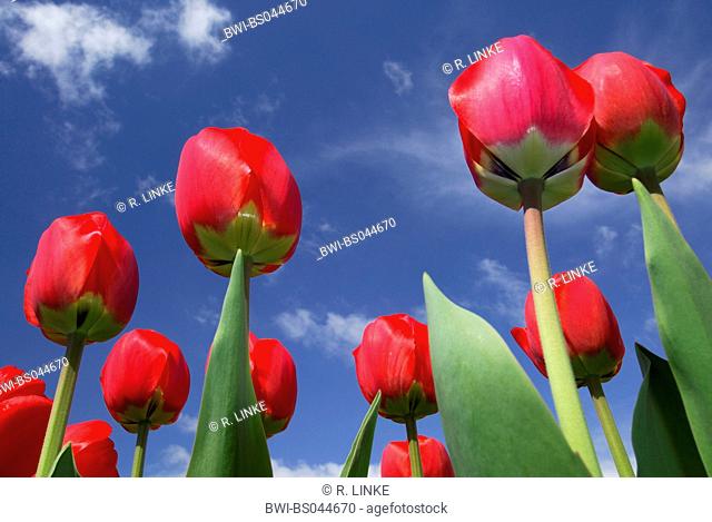 common garden tulip (Tulipa gesneriana), blossoms from below against blue sky