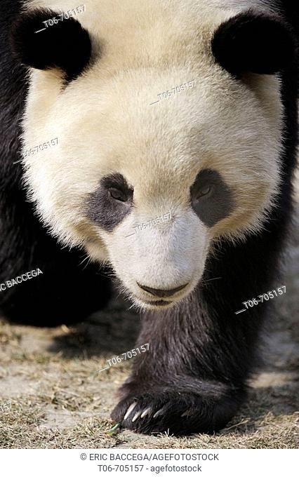 Giant panda (Ailuropoda melanoleuca) Wolong Nature Reserve, China