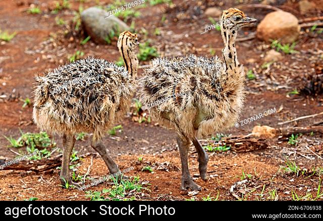 Junge Strauße, Kruger Nationalpark, Südafrika; young ostriches in Kruger National Park, South Africa, Struthio camelus