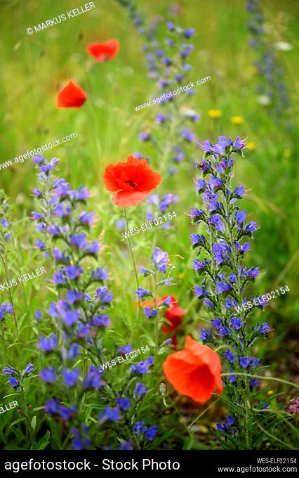 Poppies (Papaver rhoeas) and vipers buglosses (Echium vulgare) blooming in meadow