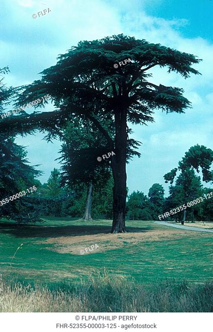 Tree - Cedar of Lebanon Cedrus libani Kew Gardens - native to Syria S