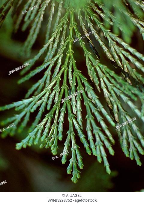 incense cedar, Californian white cedar (Calocedrus decurrens), branch