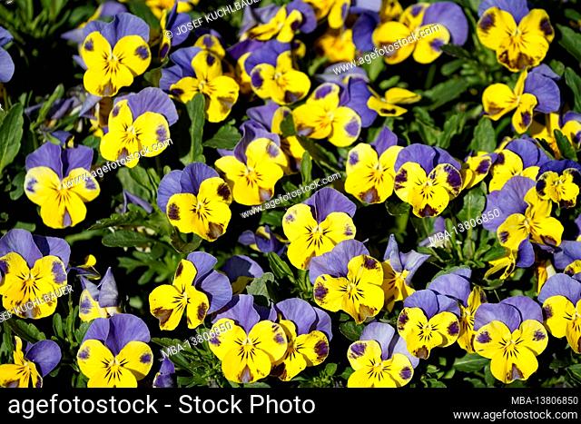 Germany, Bavaria, flowerbed, horned violets, pansies, yellow-blue, screen-filling