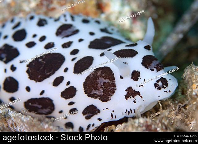 Slug, Nudibranch, marine gastropod mollusca, Peltodoris astromaculata, Cabo Cope Puntas del Canegre Natural Park, Mediterranean Sea, Murcia, Spain, Europe