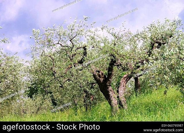 Olivenbaum in der Toskana - olive tree in Tuscany 04