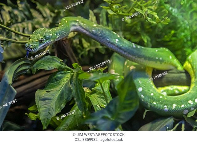 Detroit, Michigan - A green tree python (Morelia viridis) on display at the Detroit Zoo