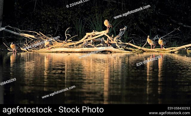 Nile geese in the evening light, Alopochen aegyptiacus