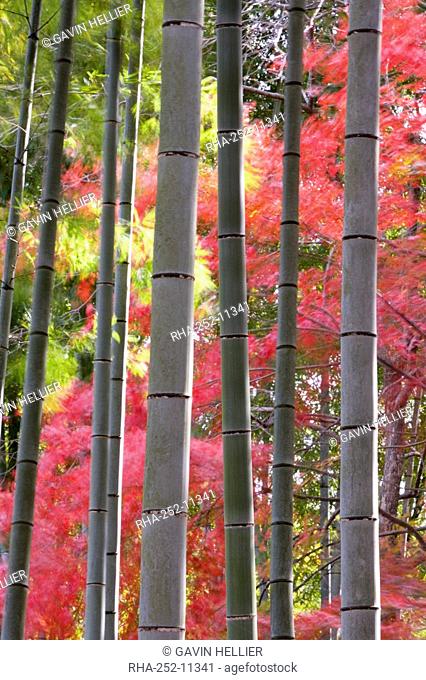 Colourful maples in autumn colours viewed from a bamboo grove, Arashiyama, Kyoto, Kansai Region, Honshu, Japan, Asia