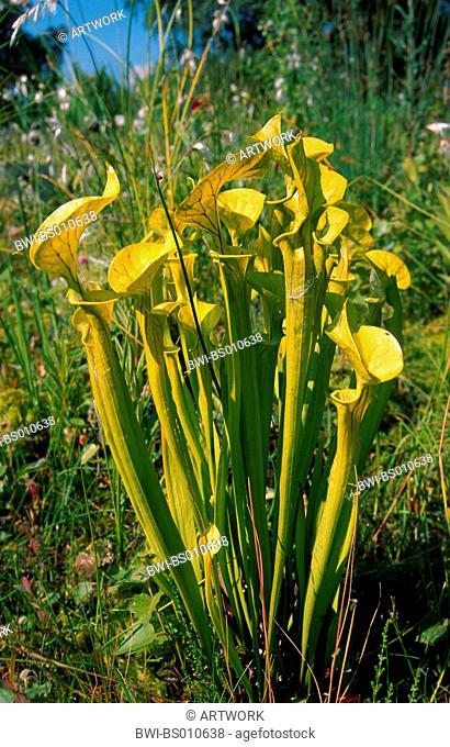 yellow pitcher plant, huntsman horn (Sarracenia flava), plant