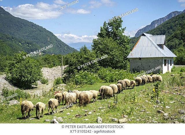 Sheep grazing in Vermosh, the most northerly village in Albania, just below the border with Montinegro. Albania