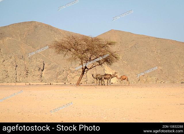 A small group of dromedaries( camels) finds refuge under an acacia tree during the heat of the day in the Egypt Desert