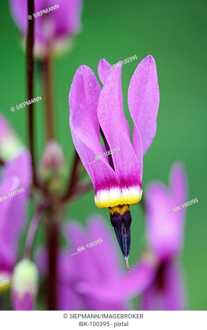 Shooting star , American cowslip , Indian-chief , Rooster-heads , Johnny-jump , Pride of Ohio ( Dodecatheon meadia ) Germany