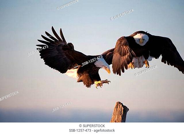Close-up of Bald eagles Haliaeetus leucocephalus fighting over position on a wooden post