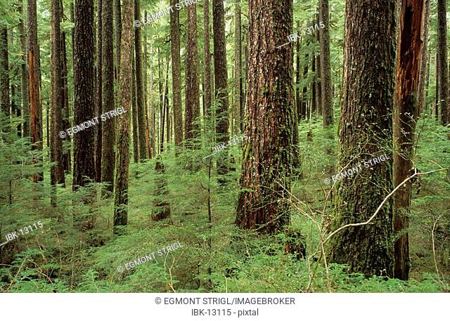 Trees in the Sol Duc Forest of Olympic National Park