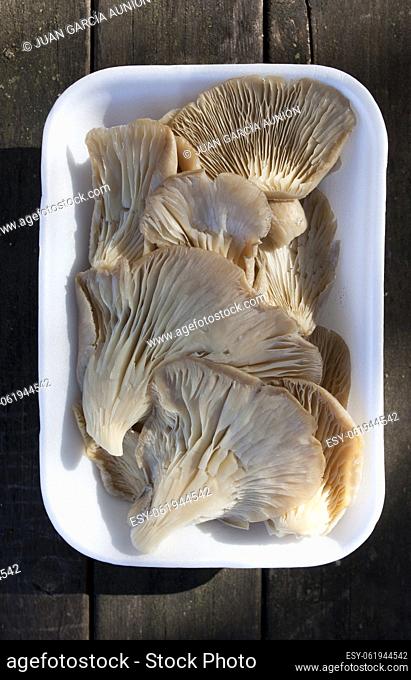 Oyster mushroom or pleurotus ostreatus. Tray placed over wooden picnic table
