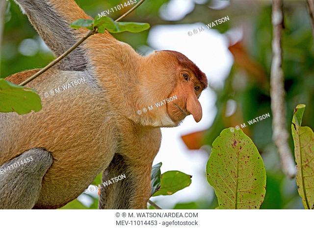 Proboscis / Long-nosed Monkey Bako National Park, Sarawak, Malaysia, Borneo, Asia (Nasalis larvatus)