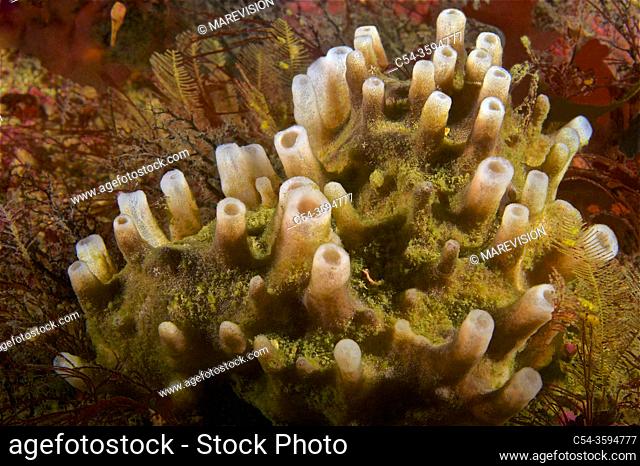 Sponge (Haliclona viscosa). Eastern Atlantic. Galicia. Spain. Europe