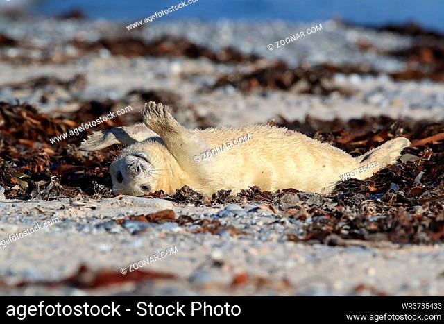 Gray Seal (Halichoerus grypus) Pup Helgoland Germany