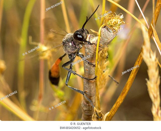 Red-banded sand wasp (Ammophila sabulosa), Female with captured and narcotized Geometer Moth (Ennomos spec.) , Germany